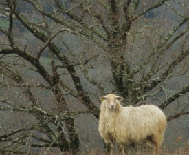 Sheep are a constant companion on the trails